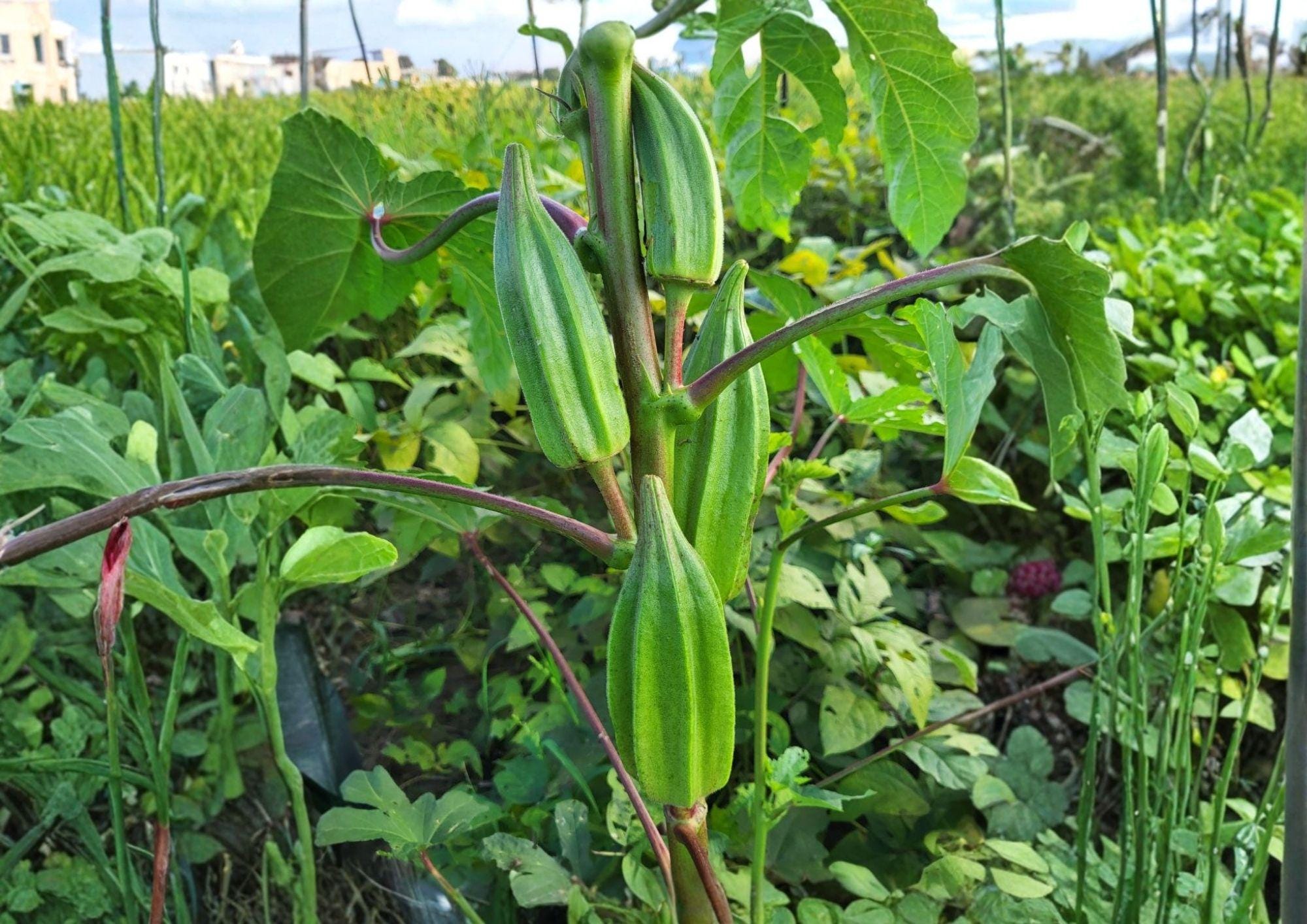 Louisiana Green Velvet Okra Seeds – Heirloom, Spineless Pods, 1941 AAS Winner, High Yield Vegetable for Garden Planting