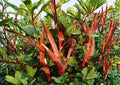50+ Jing Orange Okra Seeds - Heirloom Bright Orange Pods, Rare Vegetable Seeds for Garden Planting, Abelmoschus esculentus