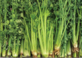 1500+ Tall Utah Heirloom Celery Seeds – Crisp Stringless Vegetable Seeds for Garden Planting, High Yield, Fresh Crunchy Stalks