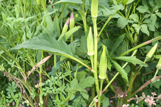 Spineless Okra Seeds – Abelmoschus esculentus, Green Pods, Warm-Season Vegetable, Home Garden Plant