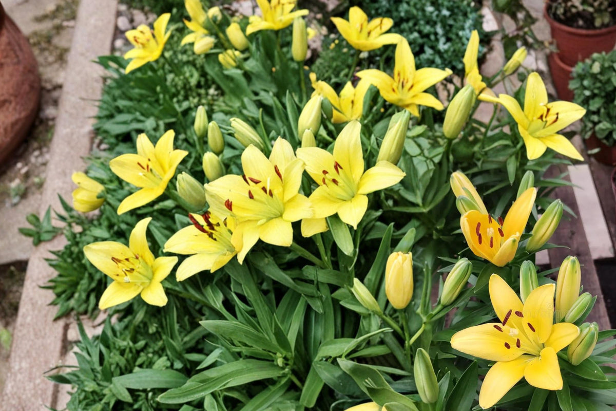 Yellow Alsek Lily Bulbs – Lilium Hybrid, Perennial Garden Flower, Bright Yellow Blooms, Hardy Outdoor Ornamental Plant