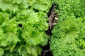 Muir Lettuce Seeds – Lactuca sativa – Crisp Light Green Leafy Vegetable for Garden & Container Growing