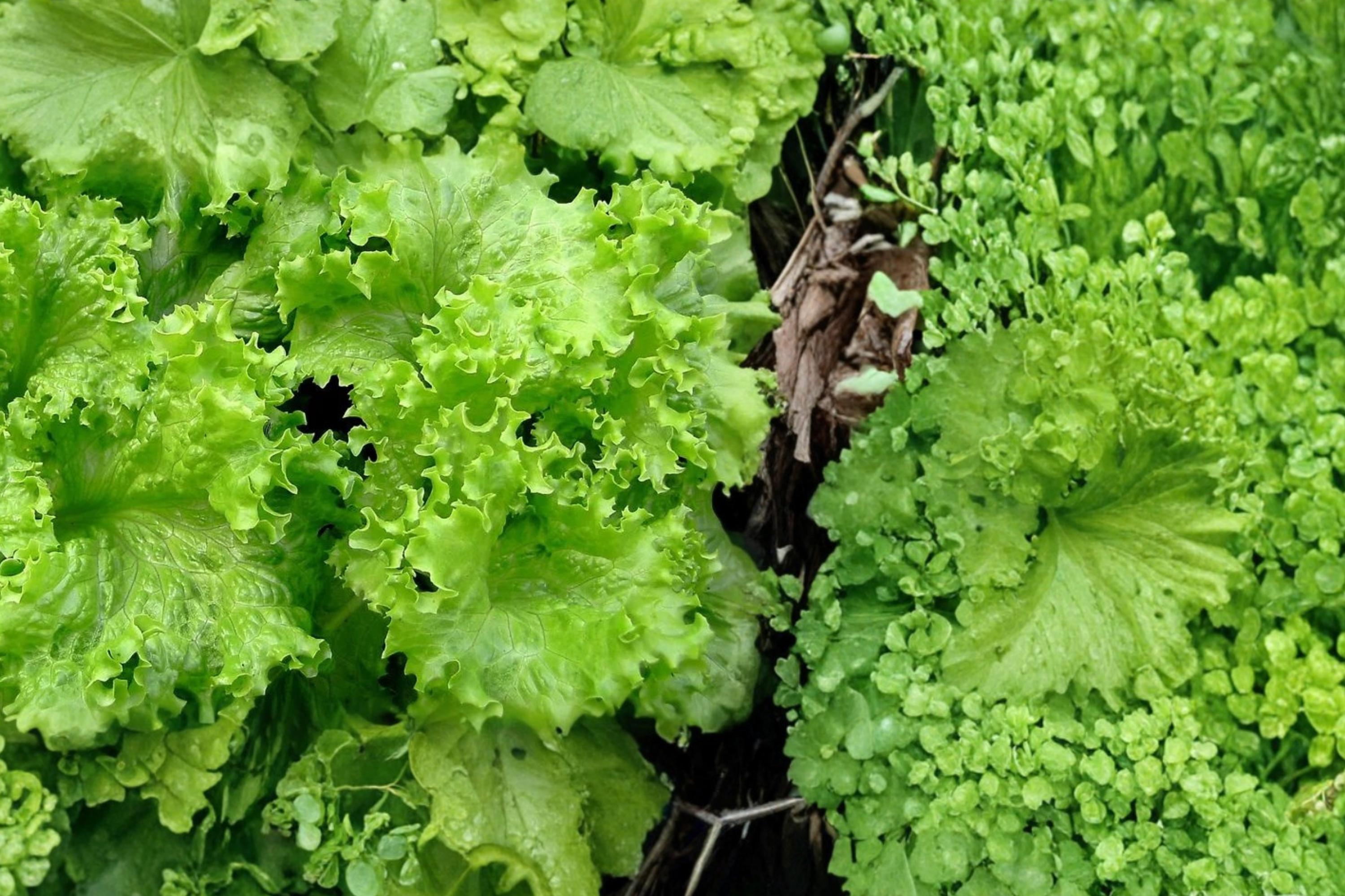 Muir Lettuce Seeds – Lactuca sativa – Crisp Light Green Leafy Vegetable for Garden & Container Growing