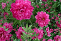 Karl Rosenfield Peony Roots – Paeonia lactiflora, Magenta Double Blooms, Perennial Flowering Plant