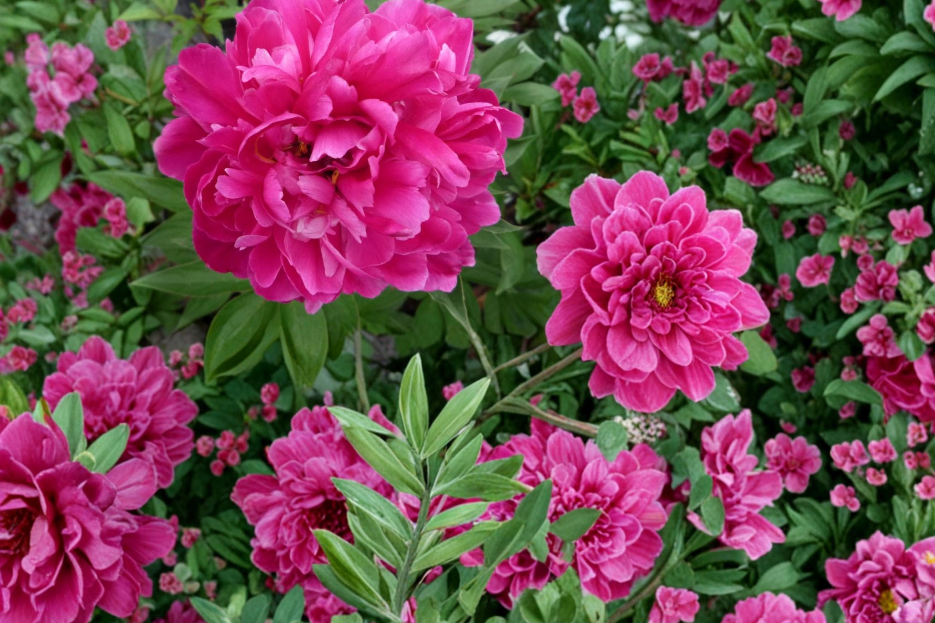Karl Rosenfield Peony Roots – Paeonia lactiflora, Magenta Double Blooms, Perennial Flowering Plant
