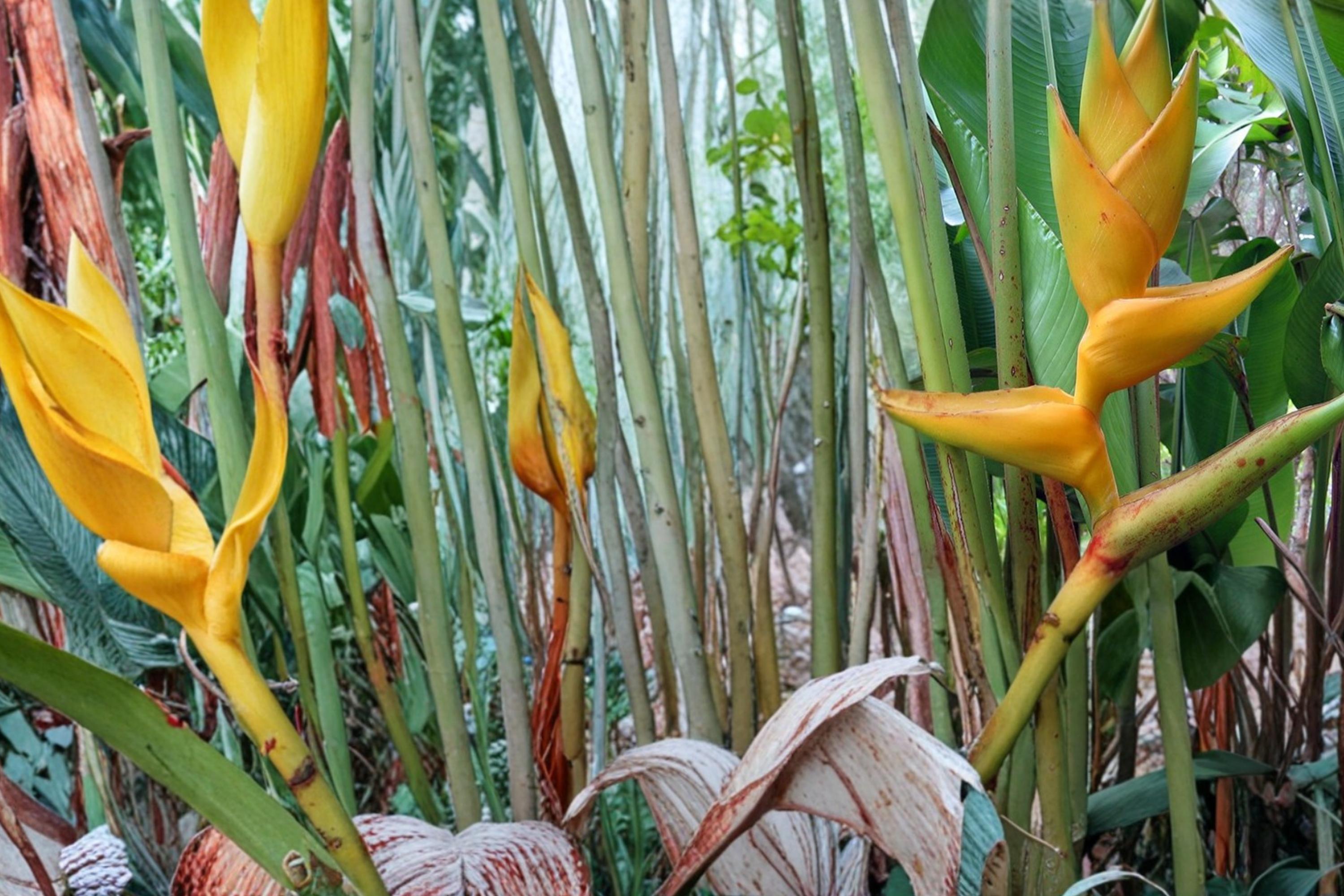 Heliconia Champneiana Seeds – Tropical Ornamental Plant with Bold Foliage and Red Bracts, Indoor or Warm Climate Garden Plant