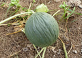 Early Valencia Honeydew Melon Seeds - Organic Heirloom, Green Flesh, Winter Maturity, Cucumis melo