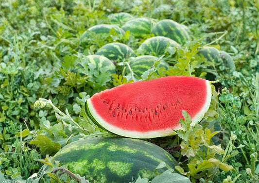 Crimson Sweet Watermelon Seeds - Heirloom Organic Non-GMO Fruit Seeds for Garden Planting, Juicy Red Flesh Melon