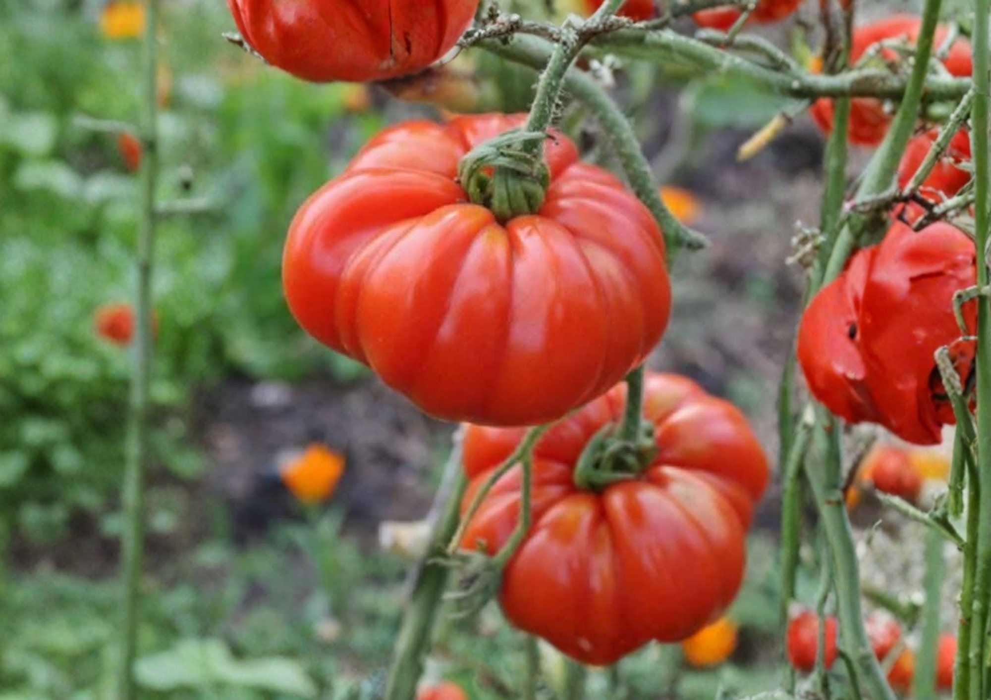 Pink Stuffer Tomato Seeds – Heirloom Vegetable Seeds for Garden Planting, Hollow Interior, Thick Walls, Solanum lycopersicum