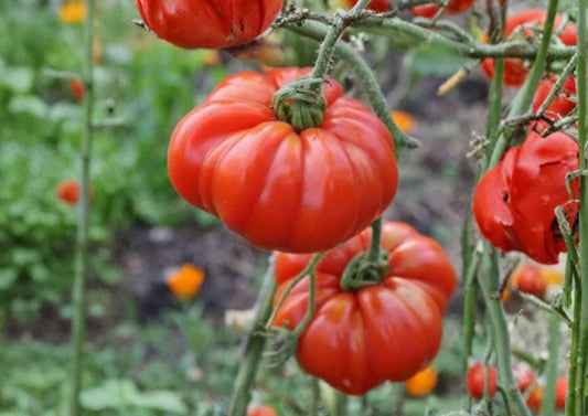 Pink Stuffer Tomato Seeds – Heirloom Vegetable Seeds for Garden Planting, Hollow Interior, Thick Walls, Solanum lycopersicum
