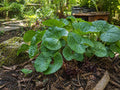 Parsnipflower Buckwheat Seeds, Native Wildflower, Drought-Tolerant, Eriogonum heracleoides, Pollinator Plant, Xeriscape Garden