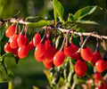 Goji Berry Live Plants Set of 4, Wolfberry Fruit Trees for Indoor Outdoor Garden, Edible Superfruit Plants