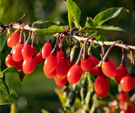 Goji Berry Live Plants Set of 4, Wolfberry Fruit Trees for Indoor Outdoor Garden, Edible Superfruit Plants