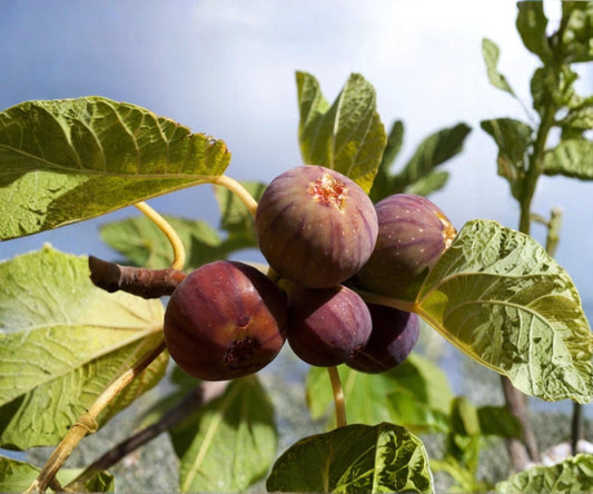 Set of 4 Chicago Hardy Fig Live Plants – Fruit Trees for Outdoor Garden, Edible Landscaping, U.S. Grown