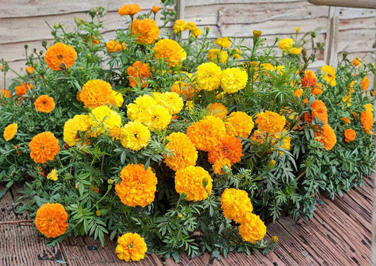 African Marigold Seeds Crackerjack Mix - Large Bright Yellow Orange Blooms AAS Winner, Garden Planting, Full Sun, Pollinator Attracting