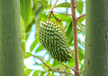 Soursop Guanabana Live Tropical Fruit Tree – Annona muricata, 12-24 inch starter plant, Edible Landscape, Backyard Orchard, Warm Climate