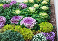 200+ Kale Garden Blend Seeds – Colorful Heirloom Leafy Greens Mix for Garden Planting, Cold Hardy, Nutrient-Rich Vegetables