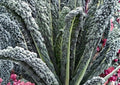 Black Magic Kale Seeds, Heirloom Tuscan Lacinato Leaf, Cold Hardy, Dark Green Vegetables for Garden Planting