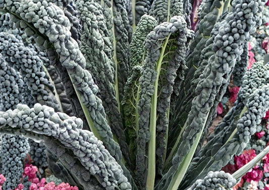 Black Magic Kale Seeds, Heirloom Tuscan Lacinato Leaf, Cold Hardy, Dark Green Vegetables for Garden Planting