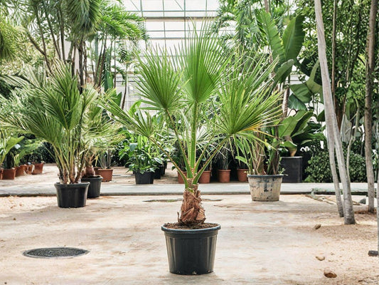California Fan Palm Seeds - Washingtonia filifera for Desert, Tropical, and Drought-Tolerant Gardens, 5 Seeds