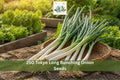 250 Tokyo Long Bunching Onion Seeds | Vegetable Seeds for Green Onion, Scallion, Allium fistulosum, Home Garden, Raised Beds