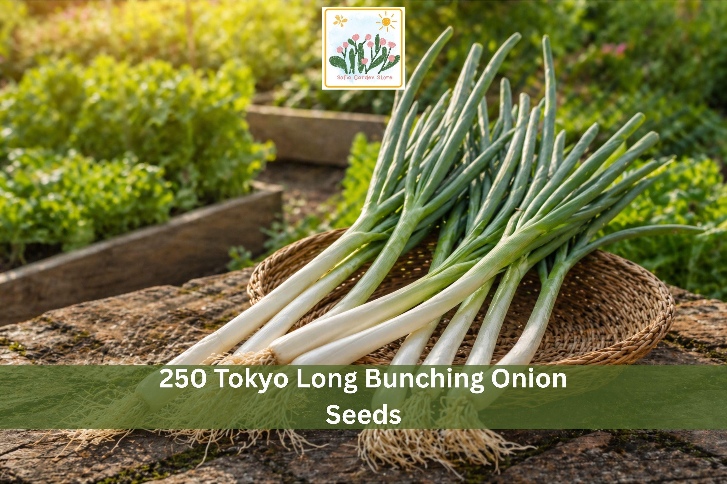 250 Tokyo Long Bunching Onion Seeds | Vegetable Seeds for Green Onion, Scallion, Allium fistulosum, Home Garden, Raised Beds