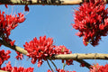 Drunken Parrot Tree Seeds – Schotia brachypetala, Tropical Ornamental Tree with Red Flowers