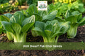 300 Dwarf Pak Choi Seeds | Baby Bok Choy Vegetable Seeds for Container Garden, Raised Bed & Small-Space Gardening | Brassica rapa subsp. chinensis