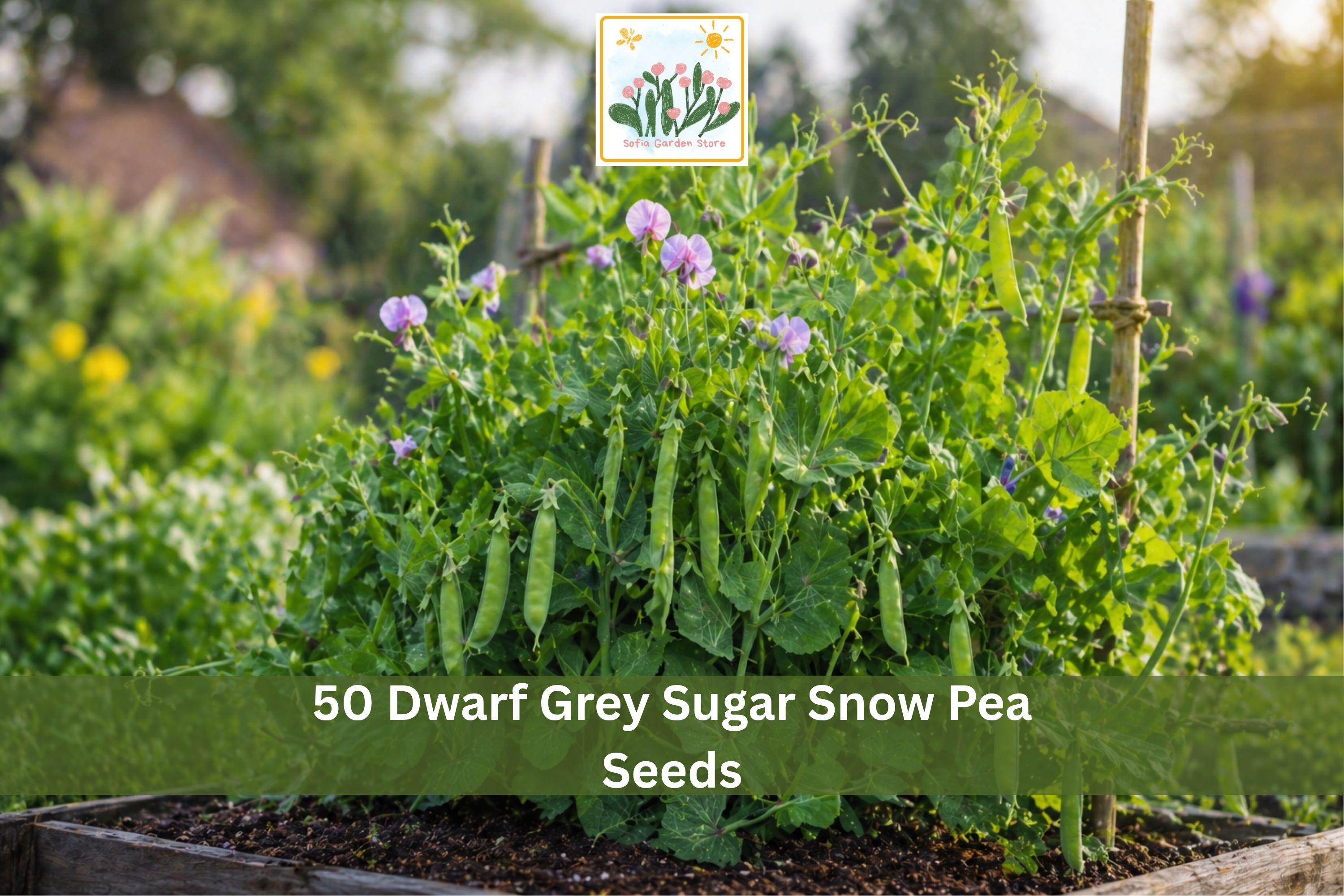 Dwarf Grey Sugar Snow Pea Seeds – Compact Edible Pod Vegetable, Pisum sativum, 50 Seeds for Garden, Container, Raised Bed Planting