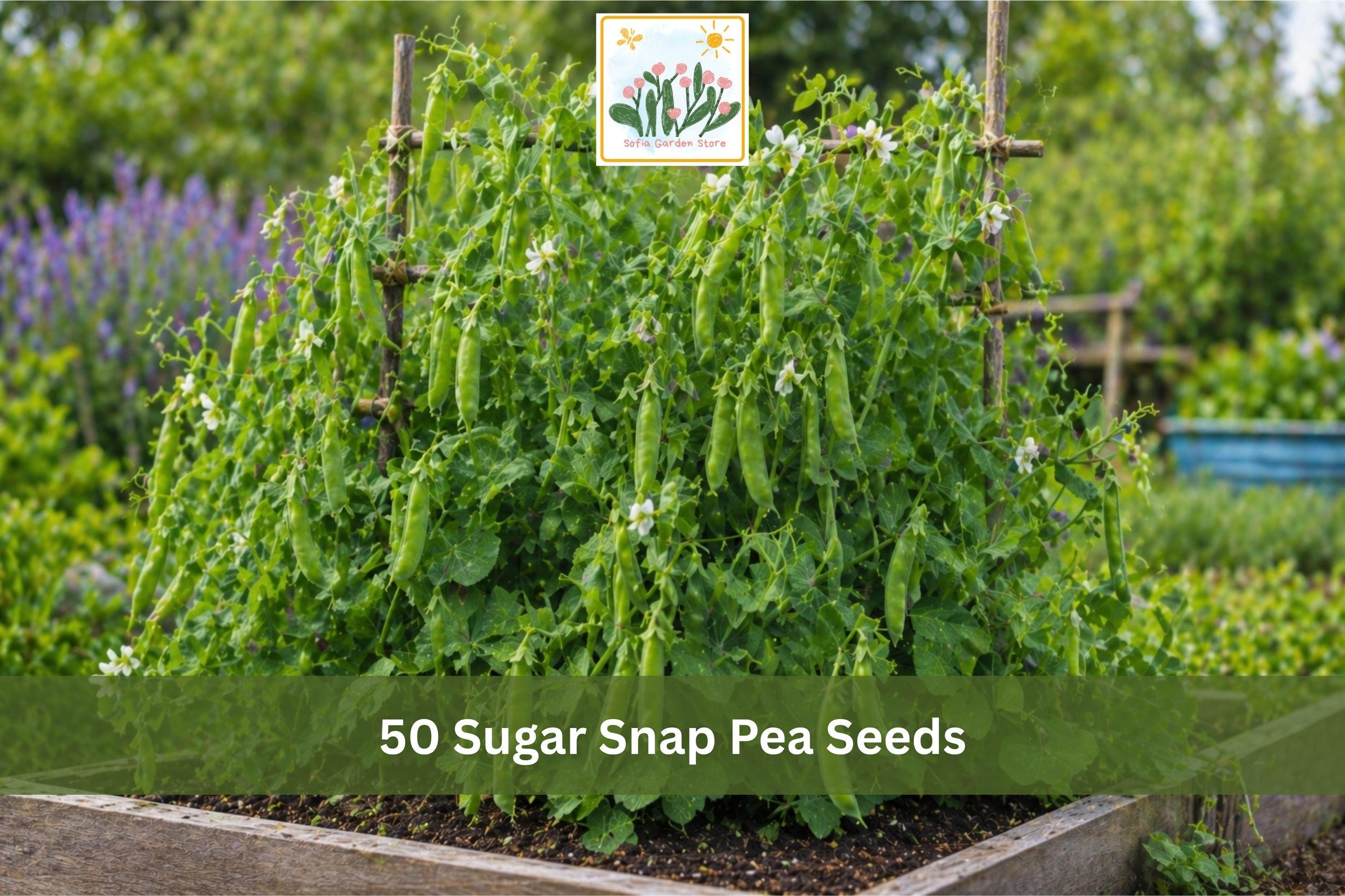 50 Sugar Snap Pea Seeds | Edible Pod Vegetable Seeds for Trellis, Container & Raised Bed Gardening | Pisum sativum