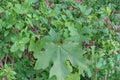 Bigleaf Maple Seeds – Acer macrophyllum – Deciduous Shade Tree with Large Leaves and Fall Color