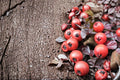 Creeping Cotoneaster Seeds – Ground Cover Shrub, Low-Growing, Deciduous, Cotoneaster adpressus, Ornamental Landscape Plant