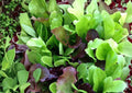 Mixed Greens Lettuce Seeds, Gourmet Salad Blend, Heirloom Varieties, Cut and Come Again, Cool Weather, Home Garden Planting