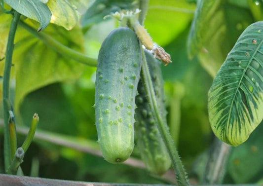 Tendergreen Burpless Cucumber Seeds, English Type Heirloom Vegetable Seeds for Slicing, High Yield, Cucumis sativus