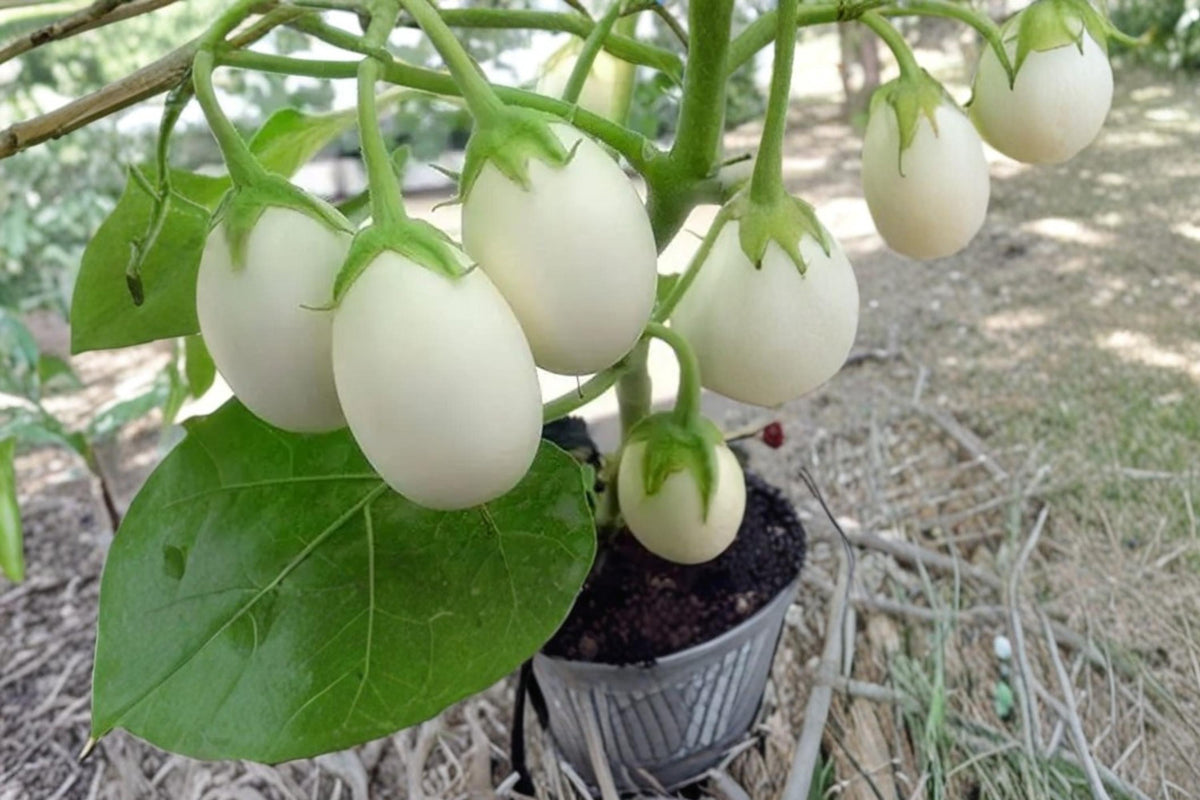 White Eggplant Seeds – Solanum melongena, Compact Annual Vegetable for Garden or Container Cultivation