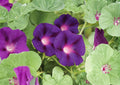200+ Grandpa Ott Morning Glory Seeds, Heirloom Purple Climbing Vine Flower Seeds for Garden, Trellis, Fences, Pollinator Attracting