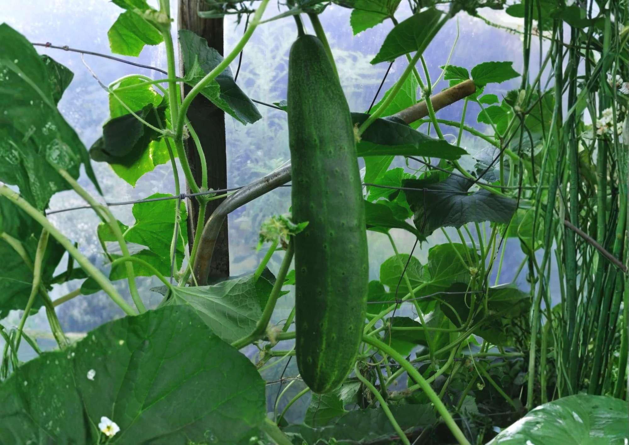 25+ Southern Delight Cucumber Seeds – Heirloom Japanese Variety for High Yield, Smooth, Crisp, Burpless Vegetables