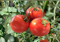 Siberian Tomato Seeds Heirloom Non-GMO Cold Hardy Vegetable Seeds for Garden, Early Red Tomato, Short Season, High Yield