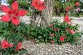 Texas Star Hibiscus Seeds – Perennial Red Flowering Plant, Hibiscus coccineus, Ornamental Garden, Water Garden, Border Plant