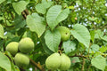 Carpathian Walnut Seeds – Juglans regia, Edible Nut Tree, Ornamental Landscape or Orchard Plant