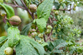 Macadamia Nut Tree Seeds – Macadamia integrifolia Tropical Evergreen for Planting, Nut Production & Ornamental Landscaping