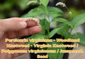 Bird's-Foot Violet Bare Root | Viola pedata Native Perennial Wildflower for Pollinator Gardens & Rock Gardens