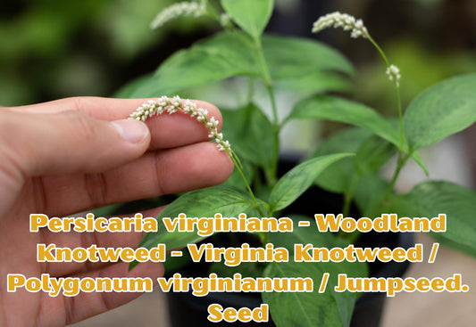 Bird's-Foot Violet Bare Root | Viola pedata Native Perennial Wildflower for Pollinator Gardens & Rock Gardens