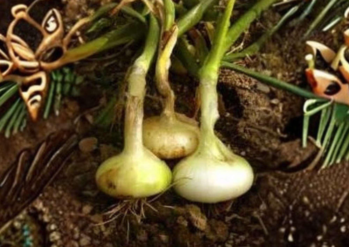 Yellow Cipollini Onion Seeds – Heirloom Non-GMO Vegetable Seeds for Gourmet Cooking, Flat Italian Bulb Variety