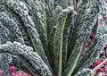 Black Magic Kale Seeds – Heirloom Dark Green Tuscan Lacinato Kale for Garden, Cold Hardy Vegetables, Nutrient-Rich Greens