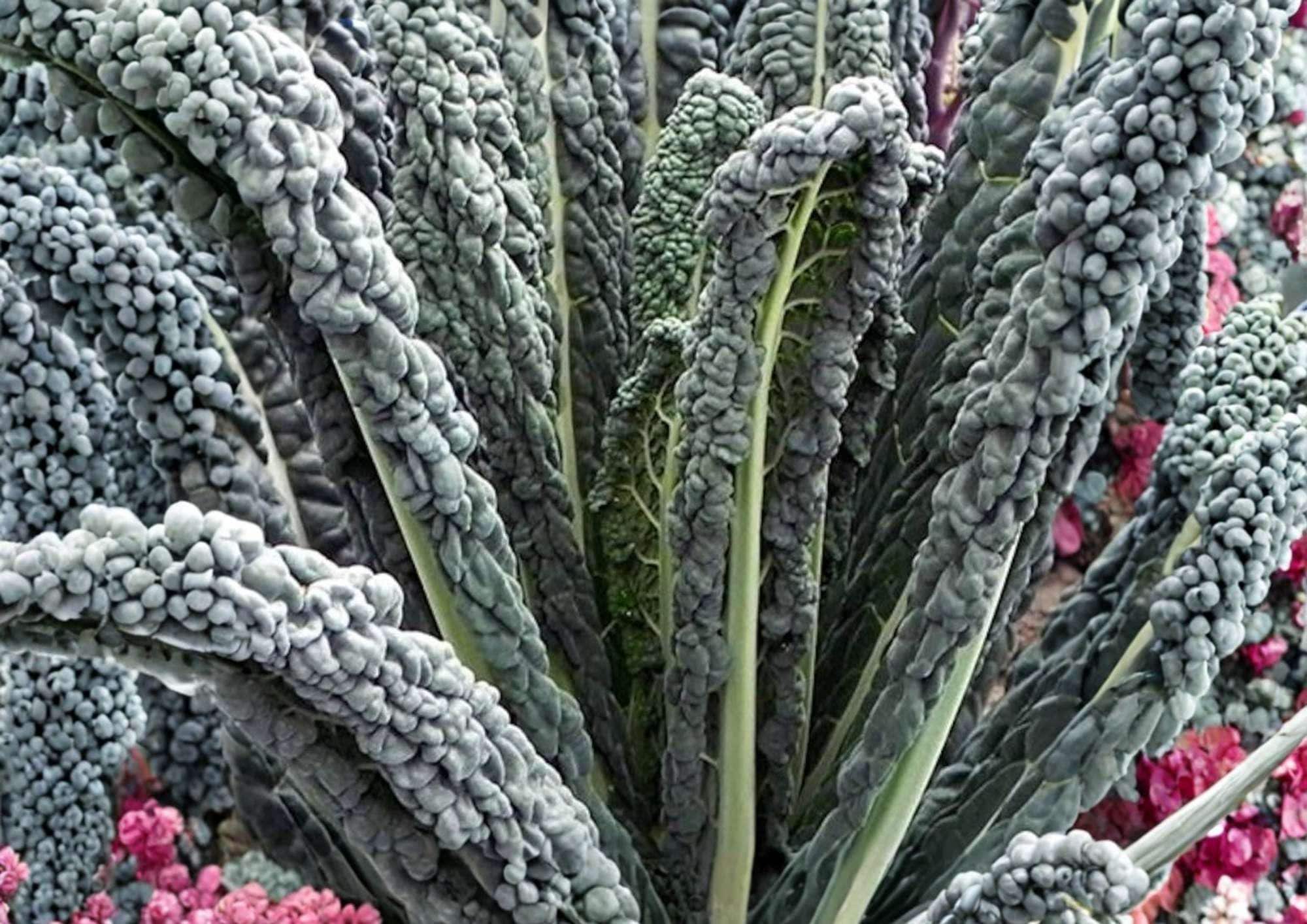 Black Magic Kale Seeds – Heirloom Dark Green Tuscan Lacinato Kale for Garden, Cold Hardy Vegetables, Nutrient-Rich Greens