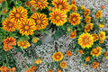 Gazania Flame Kiss Seeds – Red and Yellow Daisy-Like Flowers for Sunny Gardens, Borders, and Containers | Gazania rigens