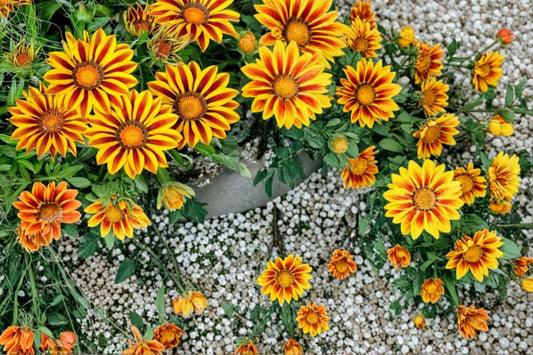 Gazania Flame Kiss Seeds – Red and Yellow Daisy-Like Flowers for Sunny Gardens, Borders, and Containers | Gazania rigens