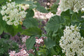 Arrowwood Viburnum Seeds – Viburnum dentatum Shrub for Hedgerows and Borders, Deciduous Flowering Berry Plant