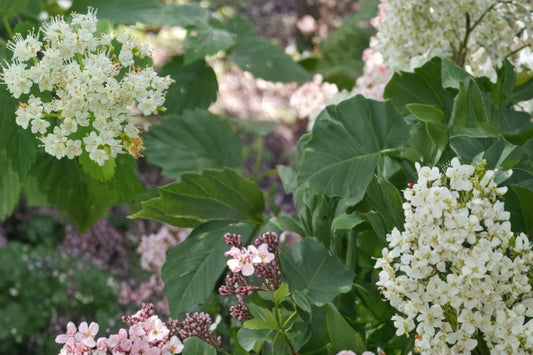 Arrowwood Viburnum Seeds – Viburnum dentatum Shrub for Hedgerows and Borders, Deciduous Flowering Berry Plant